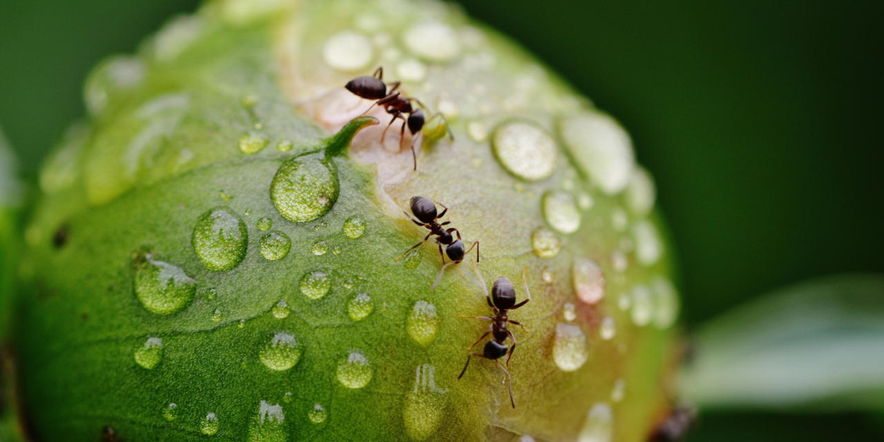 Ants, natural pesticides