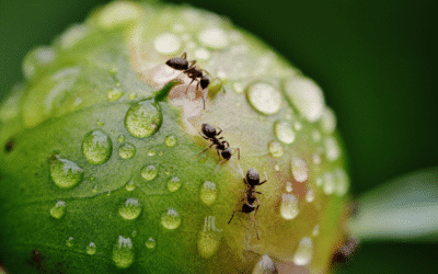 Ants, natural pesticides