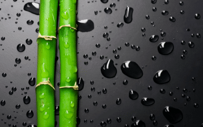 The bamboo: The objects that make you eco-responsible