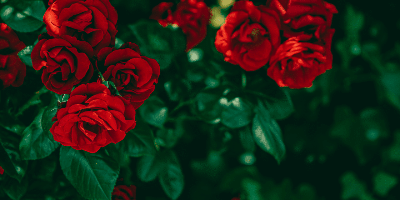 Cultiver des roses grâce aux pommes de terre