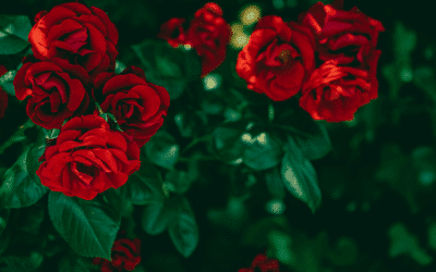 Cultiver des roses grâce aux pommes de terre