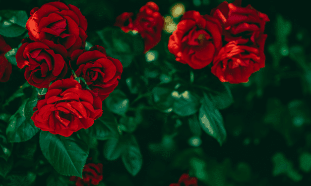 Growing roses with potatoes
