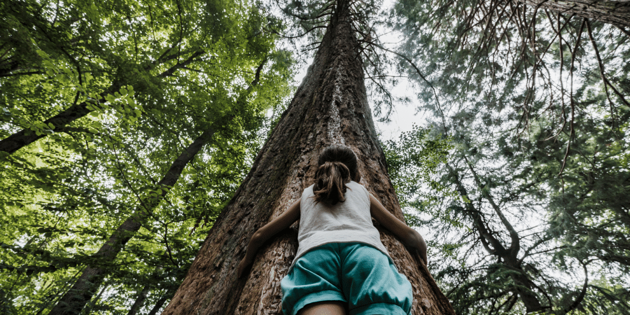 The sylvotherapy, a Japanese birth bringing man closer to nature