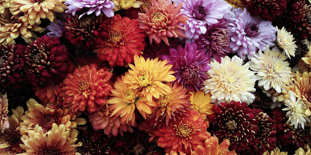 Médecine douce : Les fleurs pour calmer la cystite