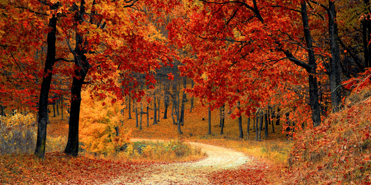 Our 6 tips for reusing your dead leaves in autumn!