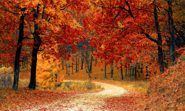 Nos 6 conseils pour réutiliser vos feuilles mortes en automne !