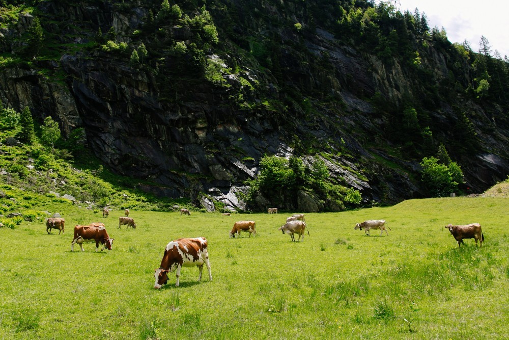 cows grazing green field cows alpine meadows beautiful alpine landscape