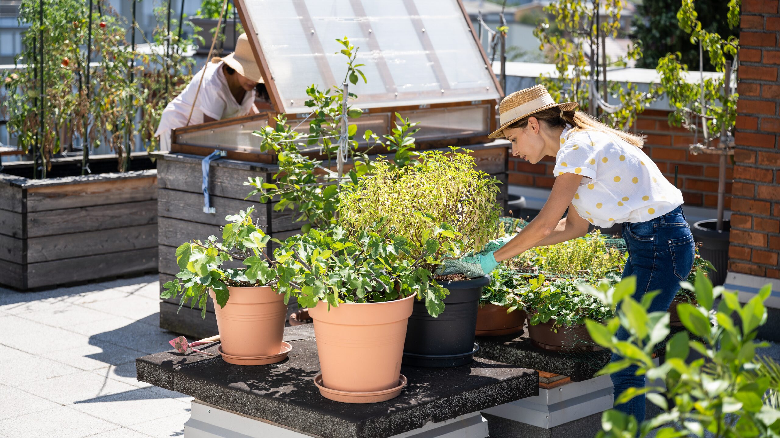 Jardinage Urbain : Cultiver une Oasis Durable sur son Balcon ou dans son Jardin 