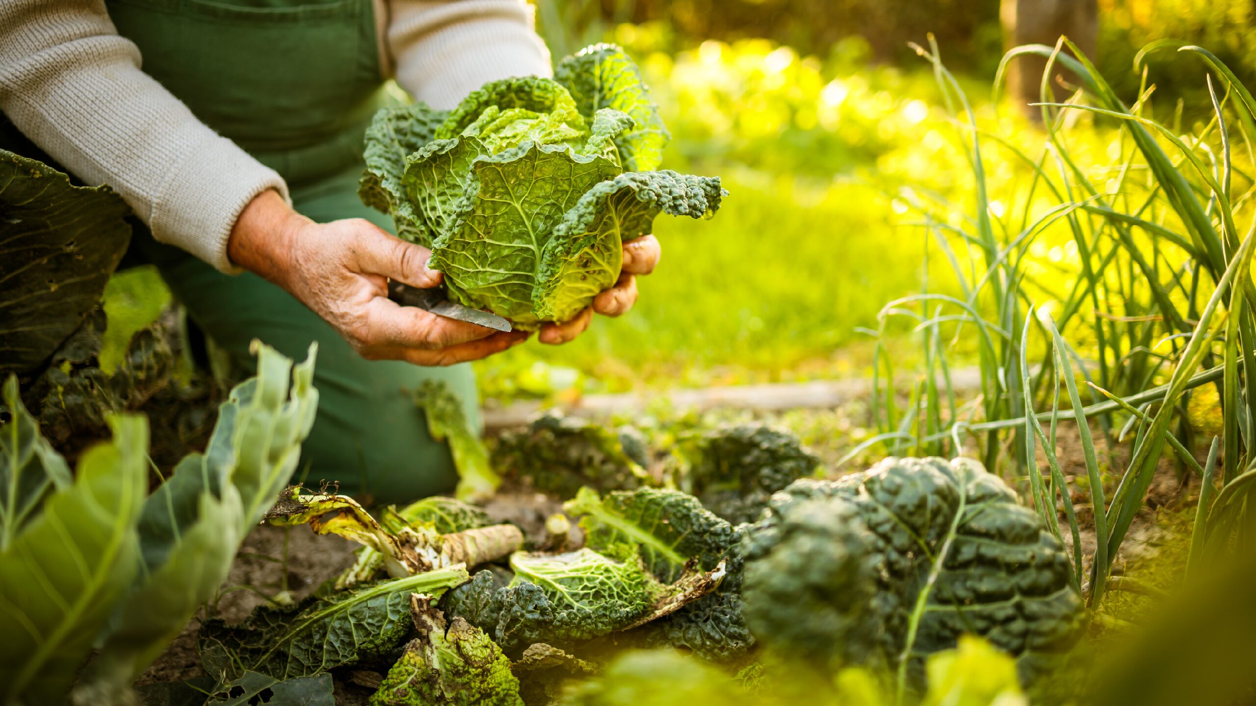 Jardinage Écologique : Astuces pour Cultiver un Potager Bio à la Maison 
