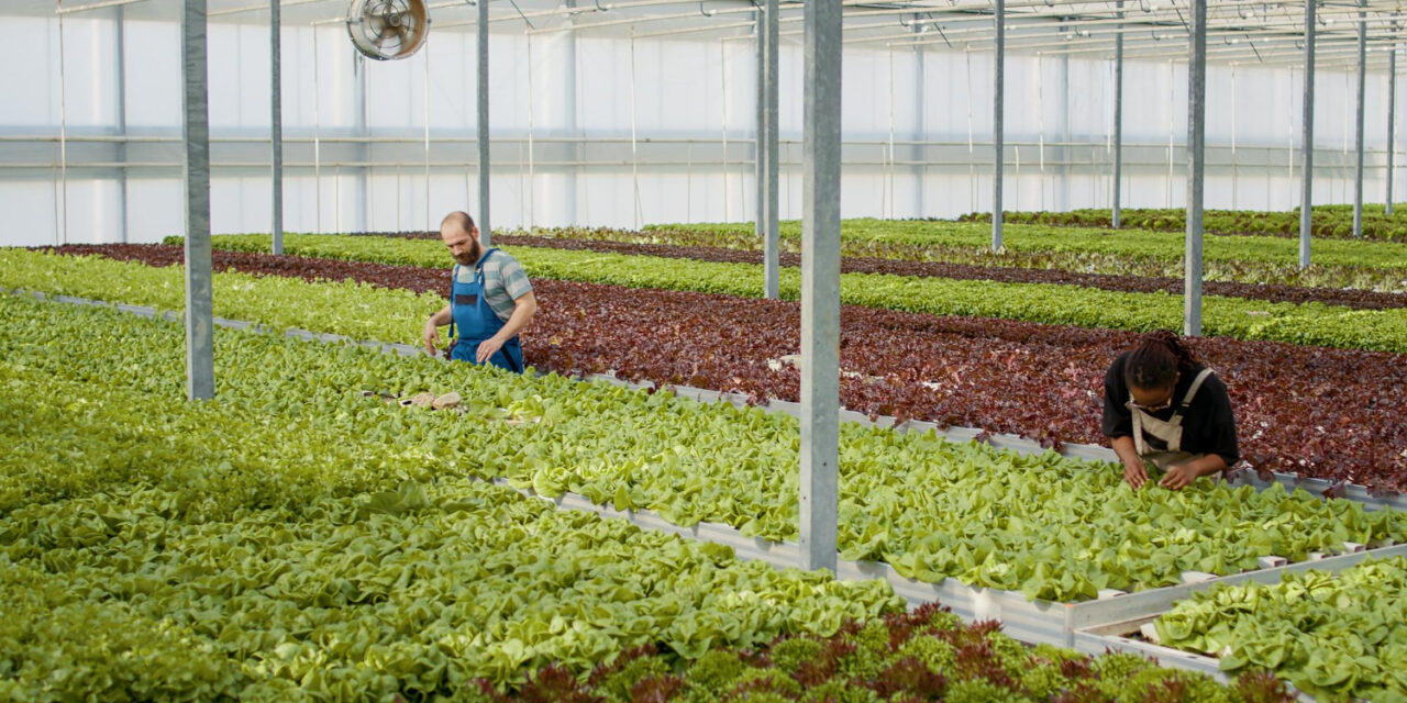 Agriculture urbaine et fermes verticales : Réduire l’empreinte carbone et favoriser l’alimentation locale