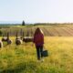 Les fermes bio locales : Un atout pour la biodiversité et l’économie régionale