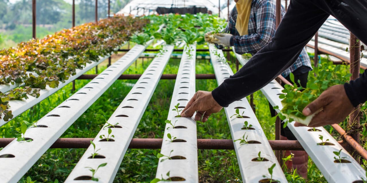 Aquaponie et hydroponie : Deux techniques d’agriculture urbaine pour un avenir plus vert