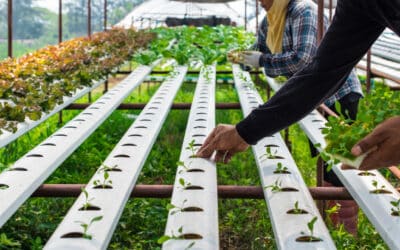 Aquaponie et hydroponie : Deux techniques d’agriculture urbaine pour un avenir plus vert