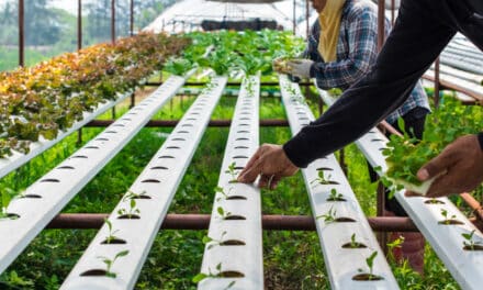 Aquaponie et hydroponie : Deux techniques d’agriculture urbaine pour un avenir plus vert