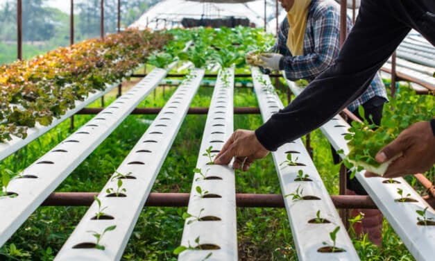 Aquaponie et hydroponie : Deux techniques d’agriculture urbaine pour un avenir plus vert