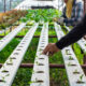 Aquaponie et hydroponie : Deux techniques d’agriculture urbaine pour un avenir plus vert