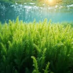 Des algues dans nos assiettes : la révolution verte venue de la mer