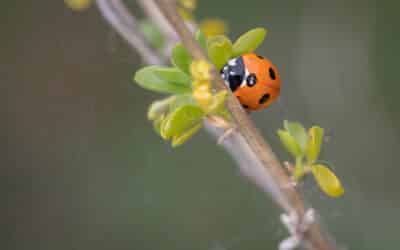 Pesticides et alimentation : vers une agriculture 100 % sans chimie ?