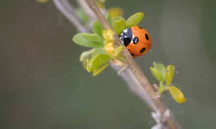 Pesticides et alimentation : vers une agriculture 100 % sans chimie ?