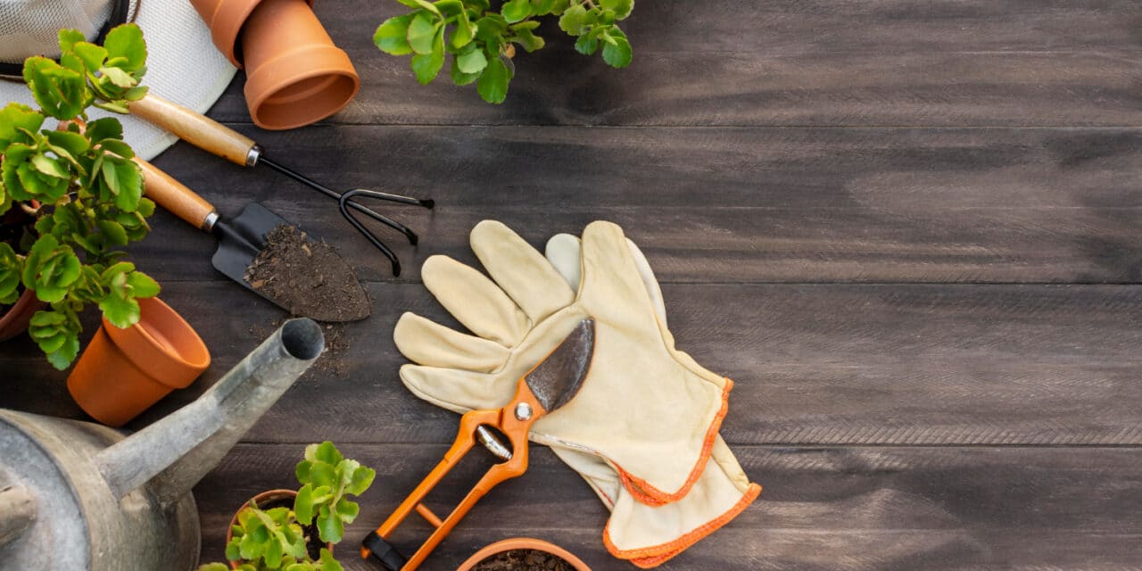 🌱 Agriculture urbaine et sociale : cultiver le lien autant que les légumes