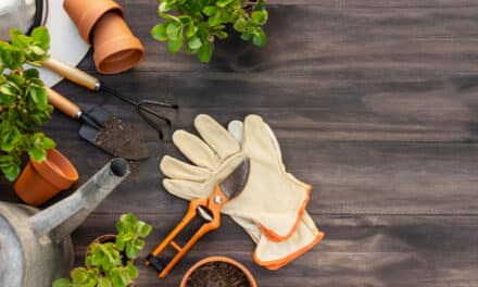 🌱 Agriculture urbaine et sociale : cultiver le lien autant que les légumes