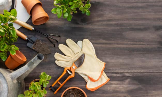 🌱 Agriculture urbaine et sociale : cultiver le lien autant que les légumes