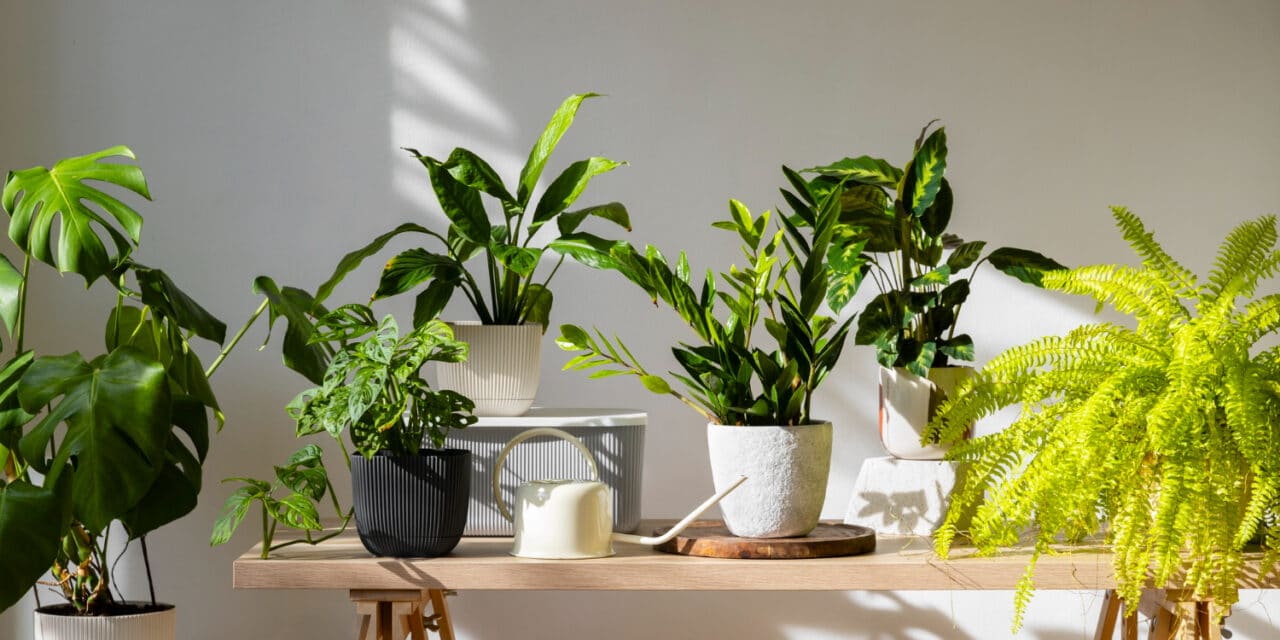 🪴 Plantes d’intérieur et écologie : comment verdir son chez-soi… sans culpabiliser