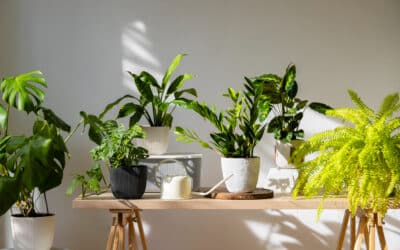 🪴 Plantes d’intérieur et écologie : comment verdir son chez-soi… sans culpabiliser