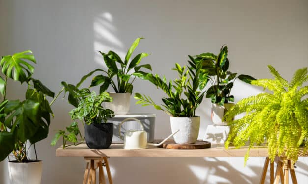 🪴 Plantes d’intérieur et écologie : comment verdir son chez-soi… sans culpabiliser