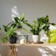 🪴 Plantes d’intérieur et écologie : comment verdir son chez-soi… sans culpabiliser