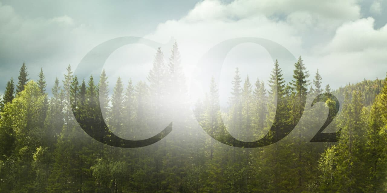 🌲 L’affaiblissement du puits de carbone européen : quel avenir pour nos forêts ?