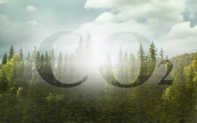 🌲 L’affaiblissement du puits de carbone européen : quel avenir pour nos forêts ?