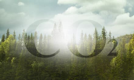 🌲 L’affaiblissement du puits de carbone européen : quel avenir pour nos forêts ?