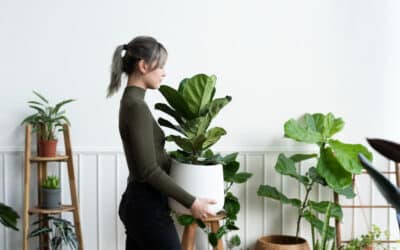 🌿 Plantes d’intérieur et écologie : comment verdir son chez-soi… sans culpabiliser