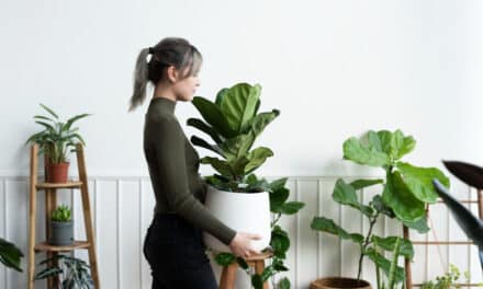 🌿 Plantes d’intérieur et écologie : comment verdir son chez-soi… sans culpabiliser