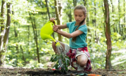 🌳 COP30 à Belém : que retenir des négociations pour les citoyens en 2026 ?